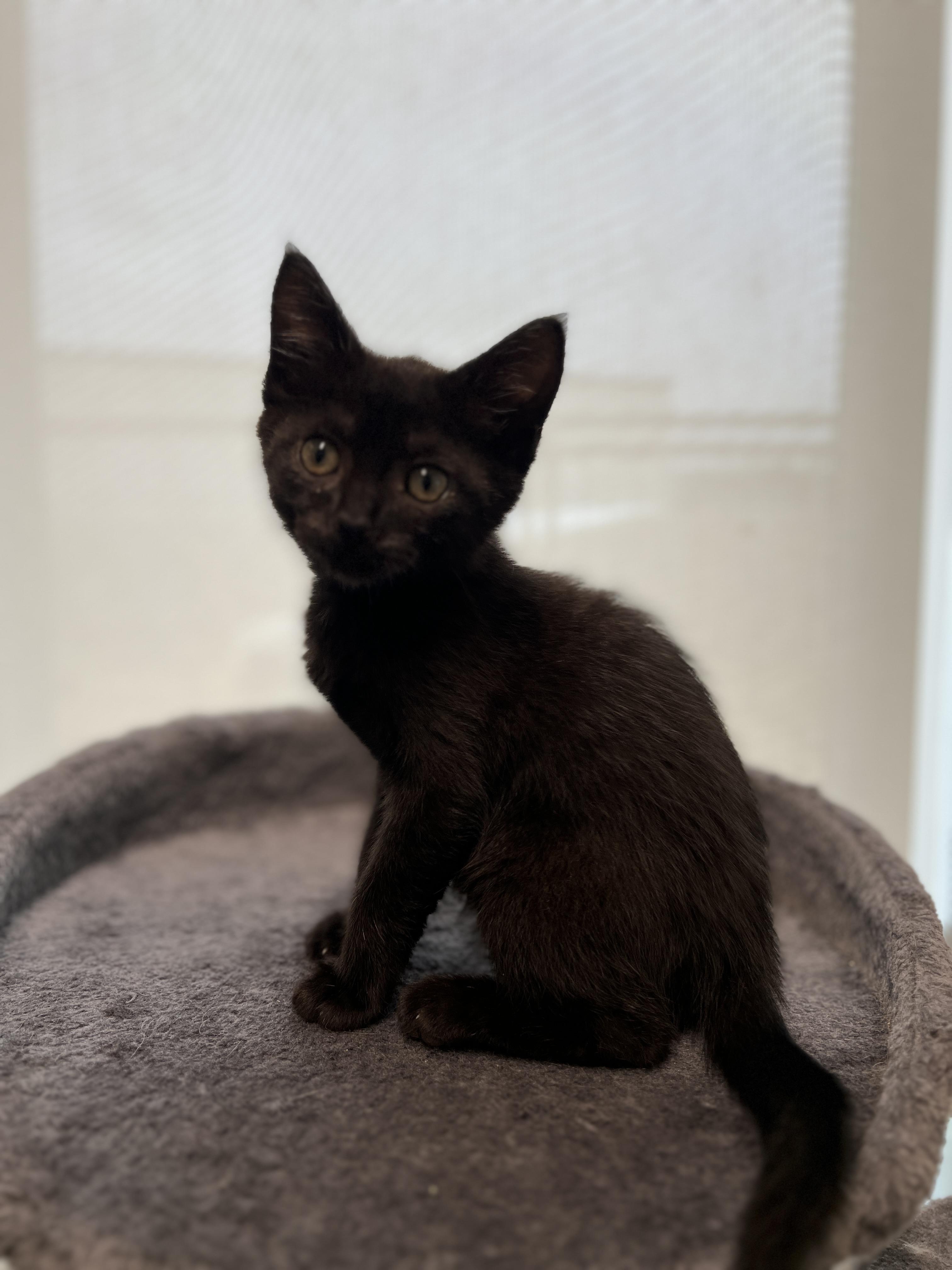 Enlarge Bri, an adopted Domestic Short Hair in Waldport, OR image 1/1