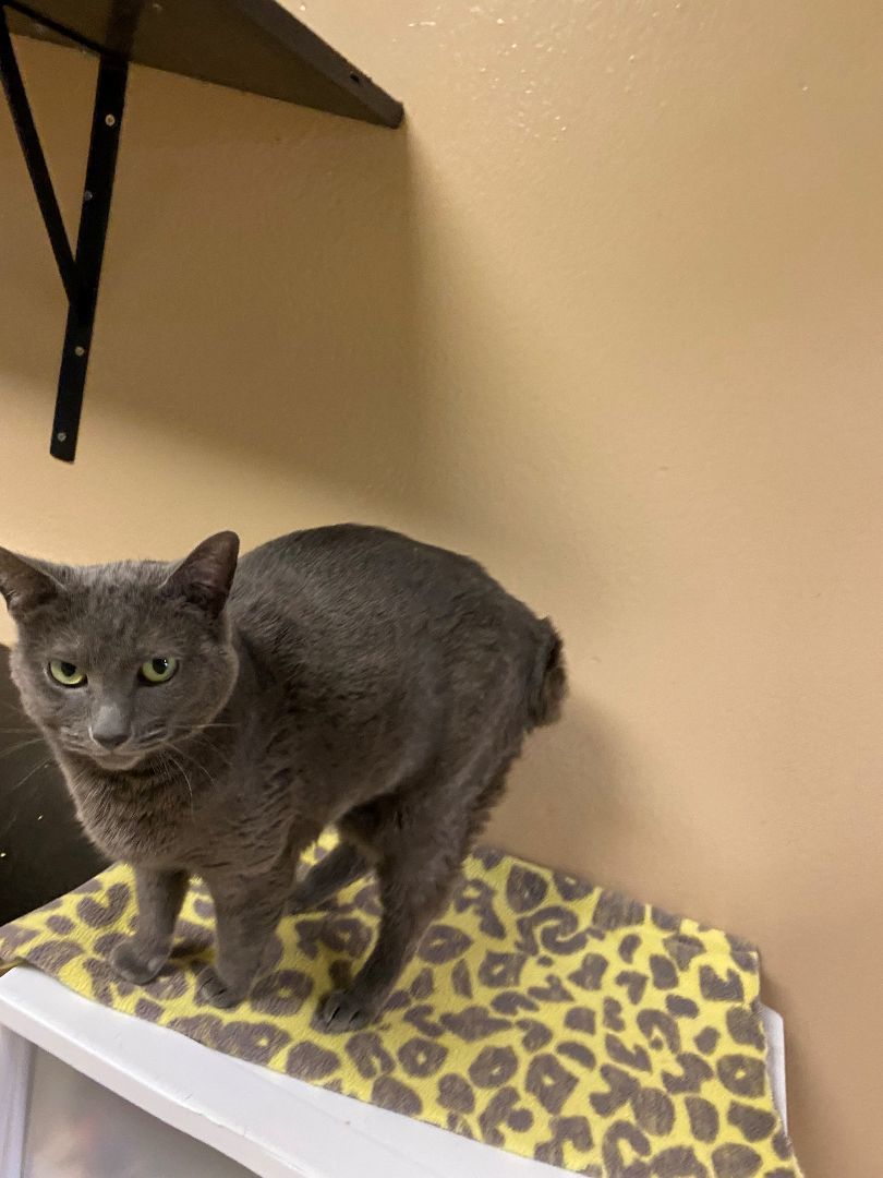 Cat for adoption Willamina, a Domestic Short Hair in Quilcene, WA