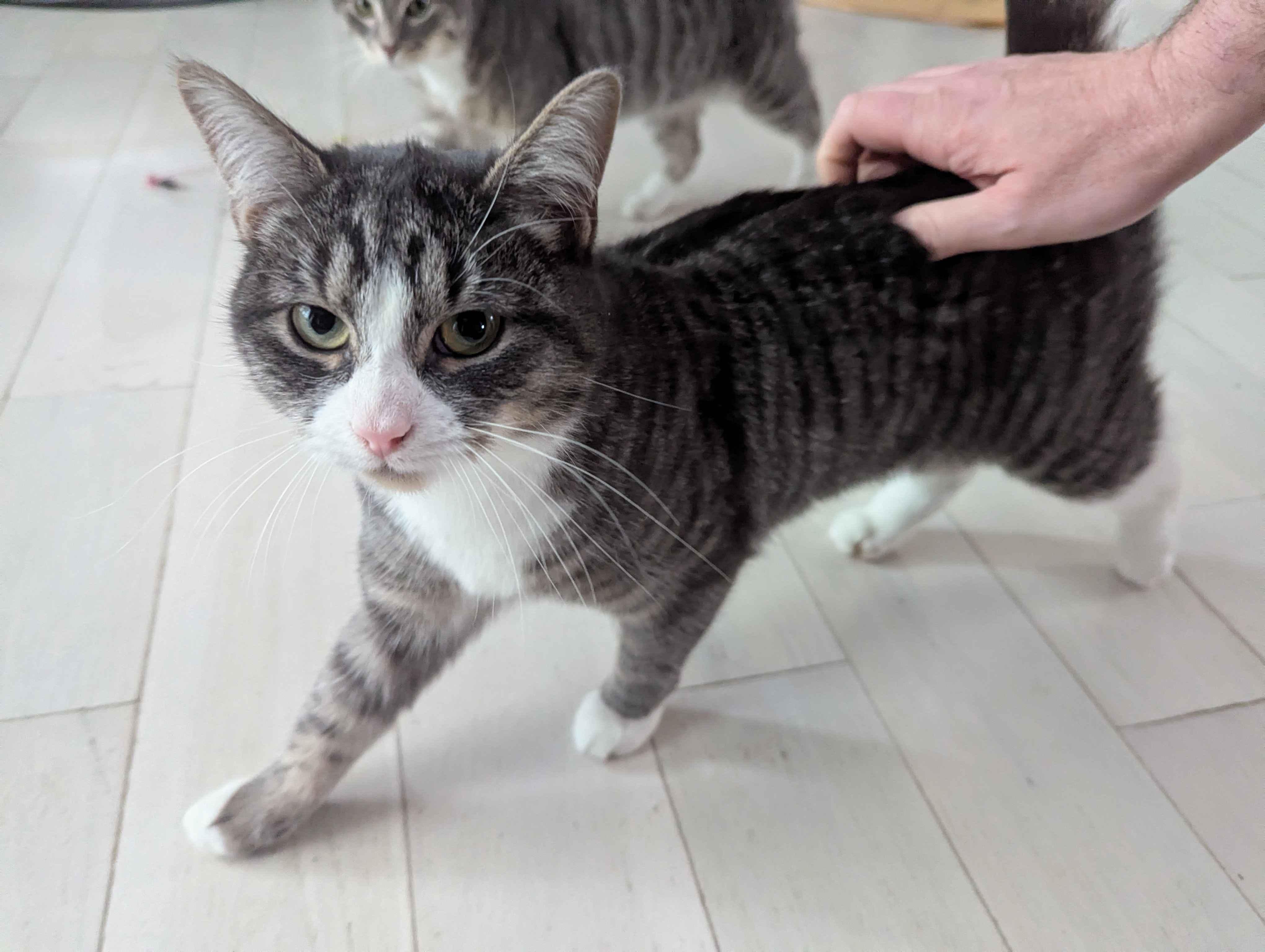 Frosty, ADOPTABLE, Young Female Domestic Short Hair.