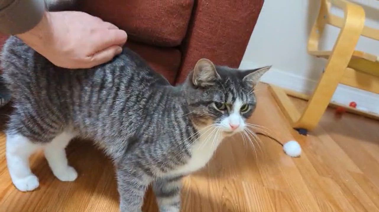 Enlarge Frosty, a ADOPTABLE Domestic Short Hair in Florham Park, NJ video 3/3