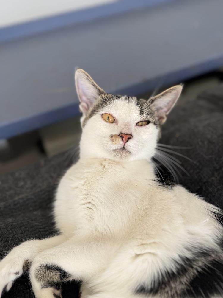 Hershey, Adoptable, Kitten Female Domestic Short Hair.