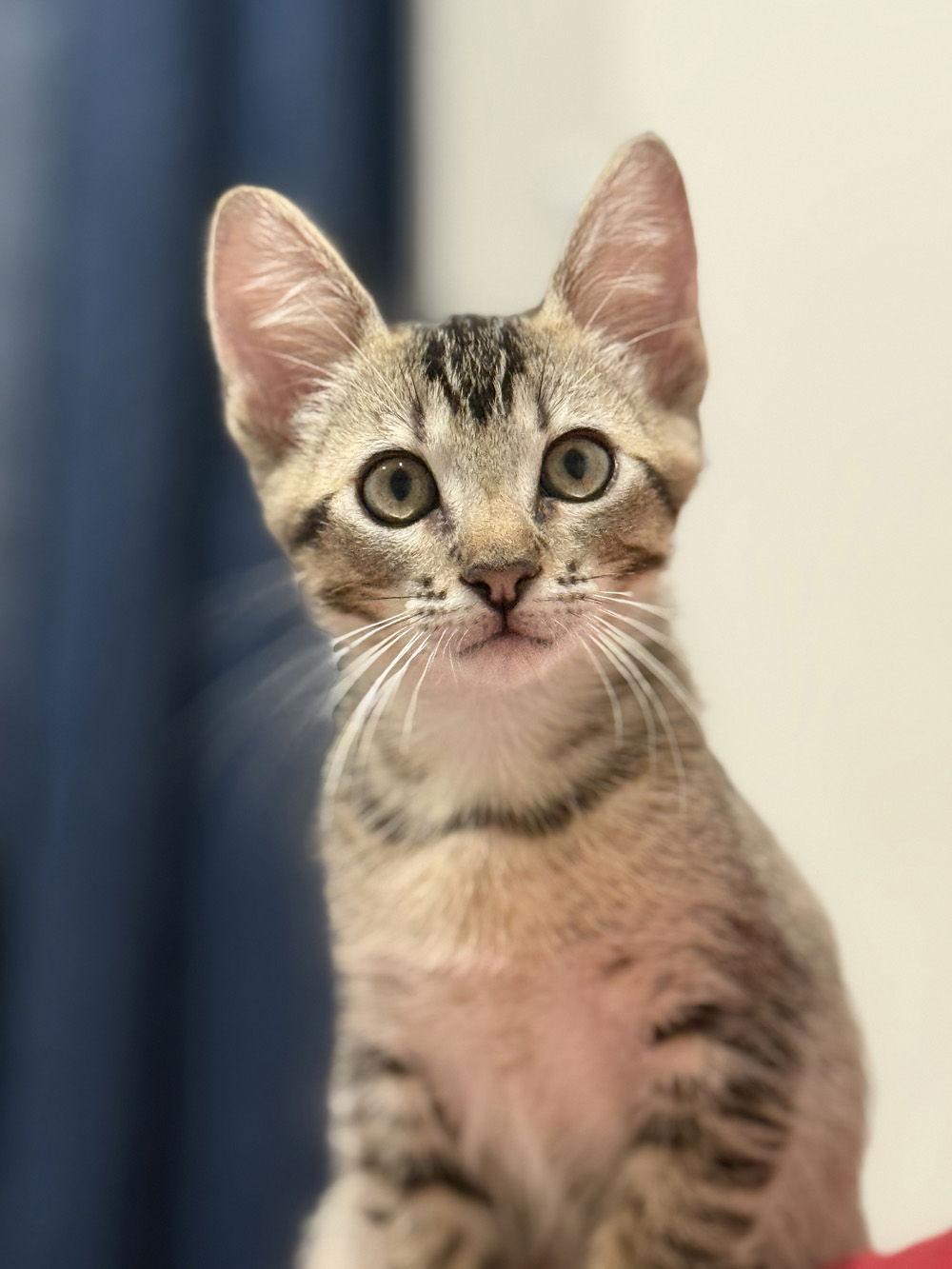 Hawk, Adoptable, Kitten Male Domestic Short Hair.