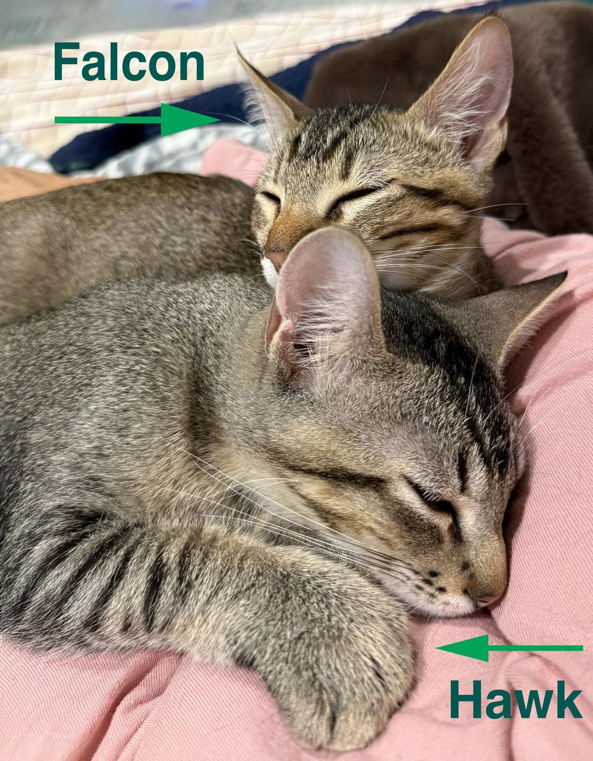 Hawk, Adoptable, Kitten Male Domestic Short Hair.