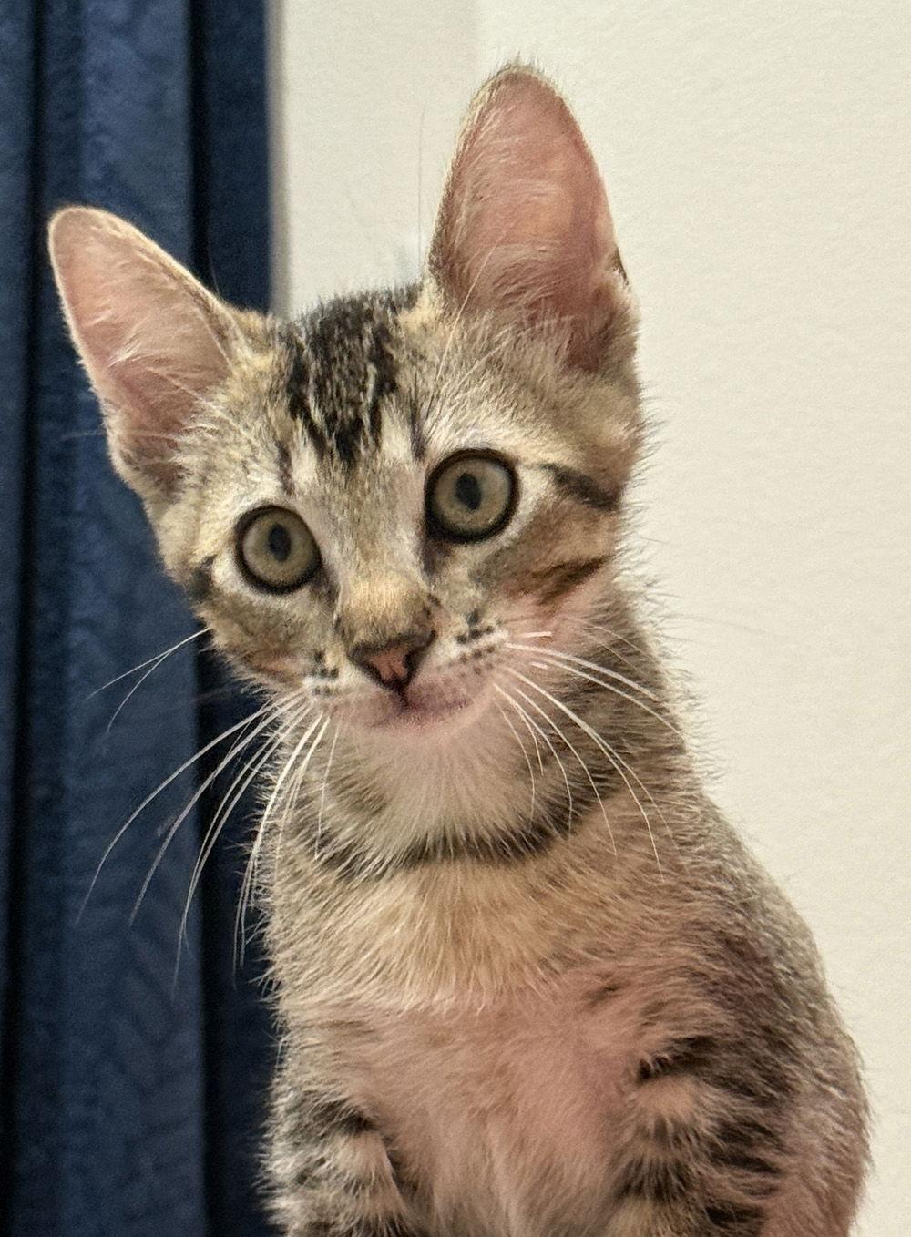 Enlarge Hawk, a Adoptable Domestic Short Hair in Ventura, CA image 3/3