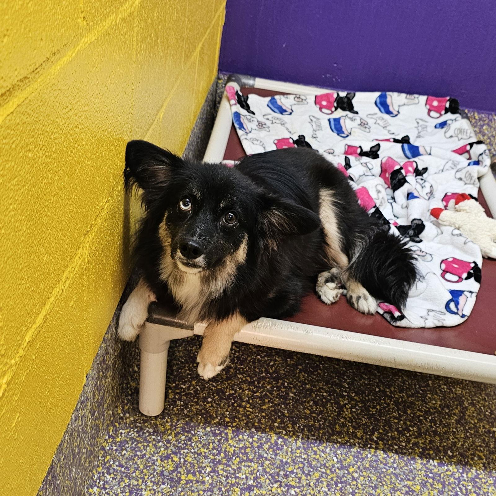 Reindeer, a Adoptable Chihuahua in Metairie, LA image 1/2