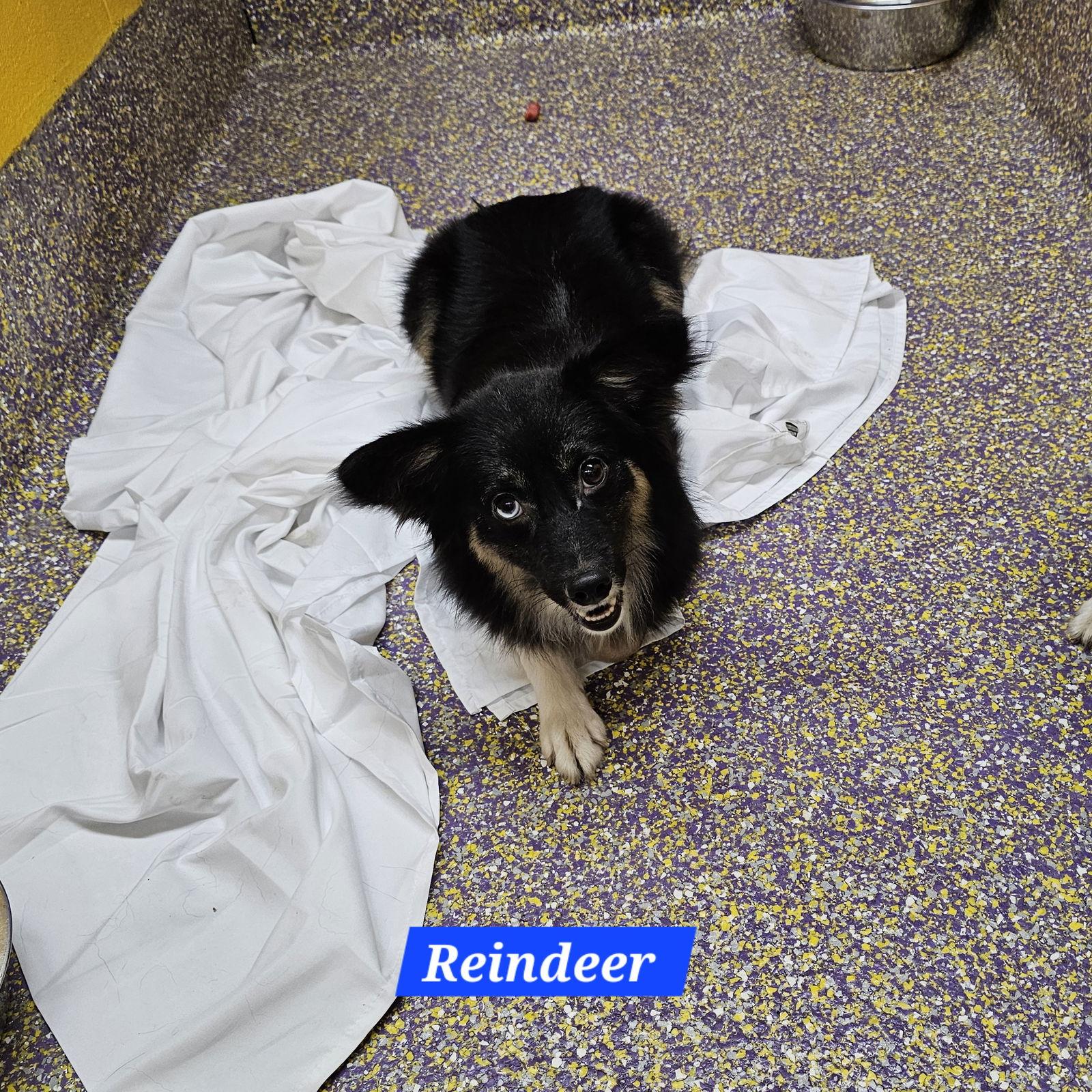 Reindeer, Adoptable, Young Male Mixed Breed.
