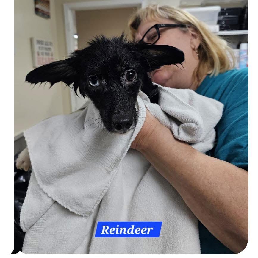 Enlarge Reindeer, a Adoptable Mixed Breed in Metairie, LA image 2/2