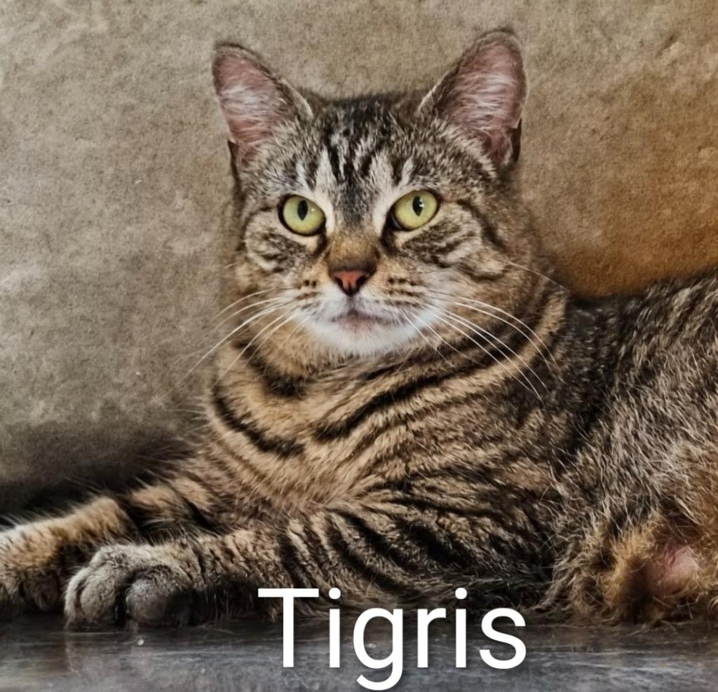 Enlarge Tigris, a Adoptable mixed breed in Leonardtown, MD image 1/6