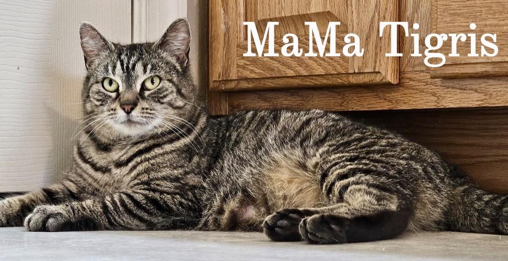 Tigris, Adoptable, Adult Female Domestic Short Hair.