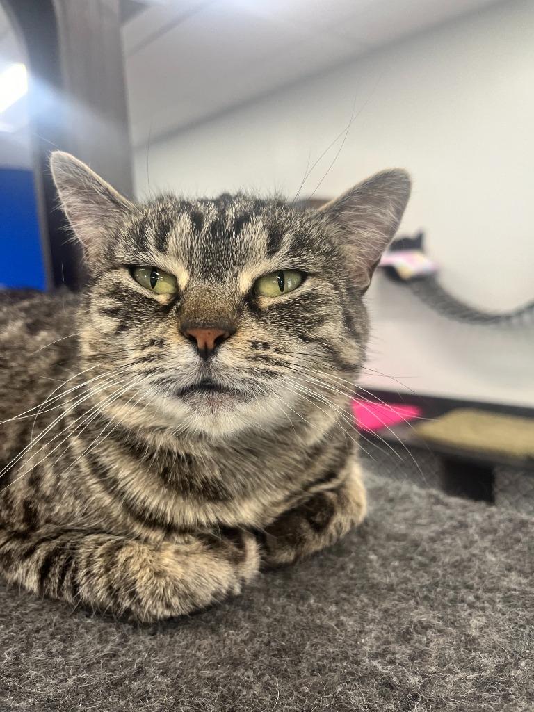 Tigris, a Adoptable mixed breed in Leonardtown, MD image 3/6