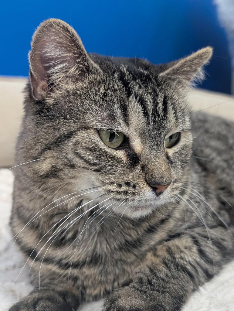 Tigris, a Adoptable mixed breed in Leonardtown, MD image 4/6