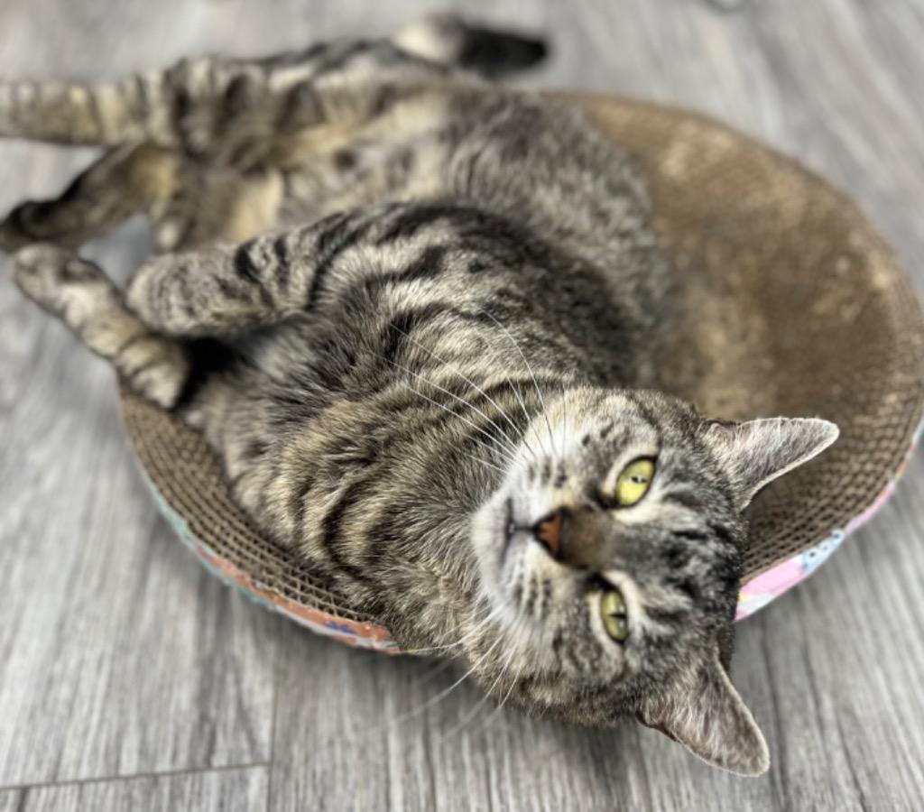 Enlarge Tigris, a Adoptable mixed breed in Leonardtown, MD image 3/6