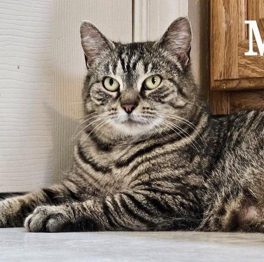 Enlarge Tigris, a Adoptable mixed breed in Leonardtown, MD image 4/6