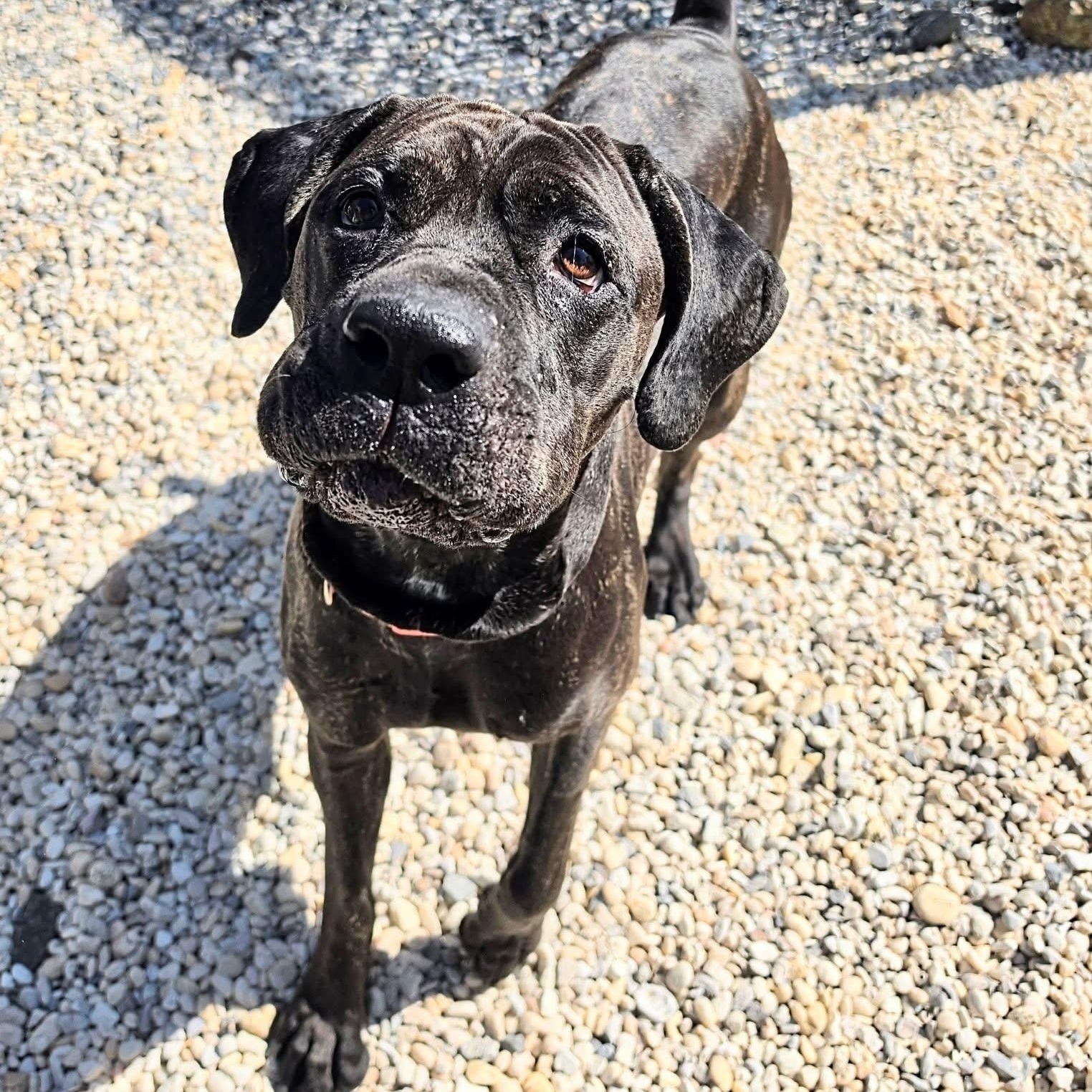 Enlarge Kaiya , a ADOPTABLE Cane Corso in Manahawkin, NJ image 1/1