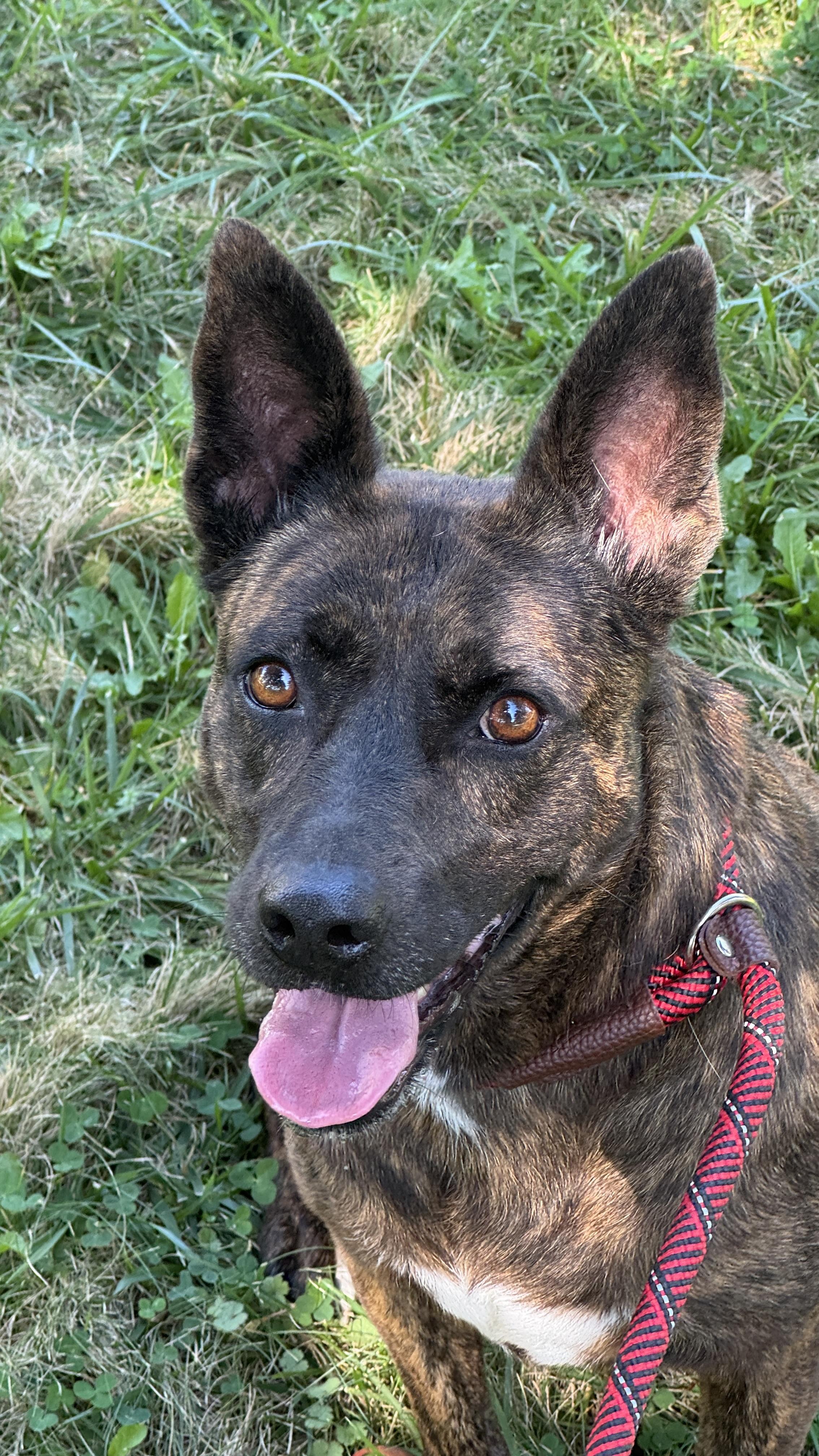 Cleo, Adoptable, Adult Female Dutch Shepherd.