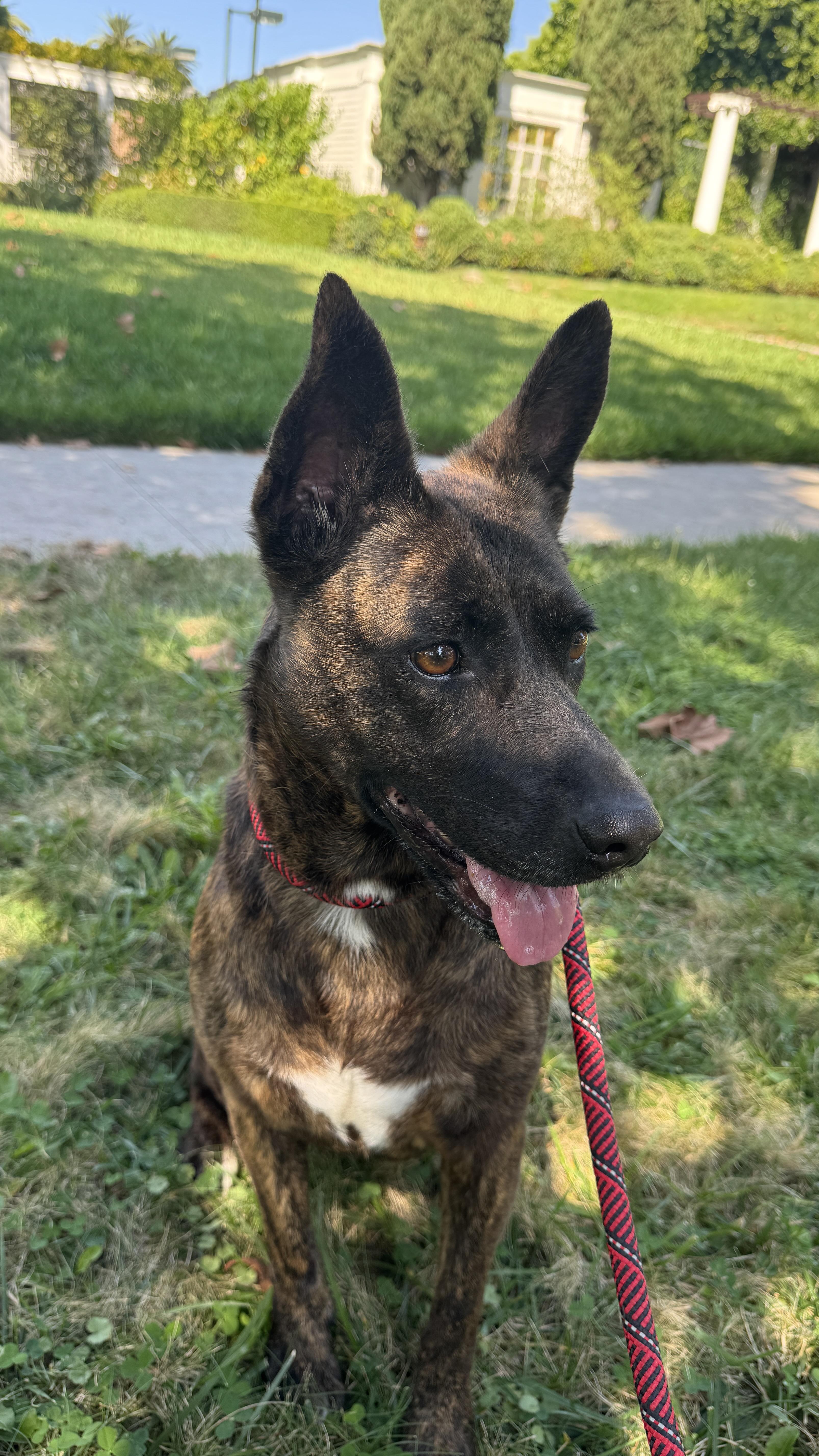 Enlarge Cleo, a Adoptable Dutch Shepherd in Reno, NV image 2/3