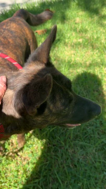 Enlarge Cleo, a Adoptable Dutch Shepherd in Reno, NV video 3/3