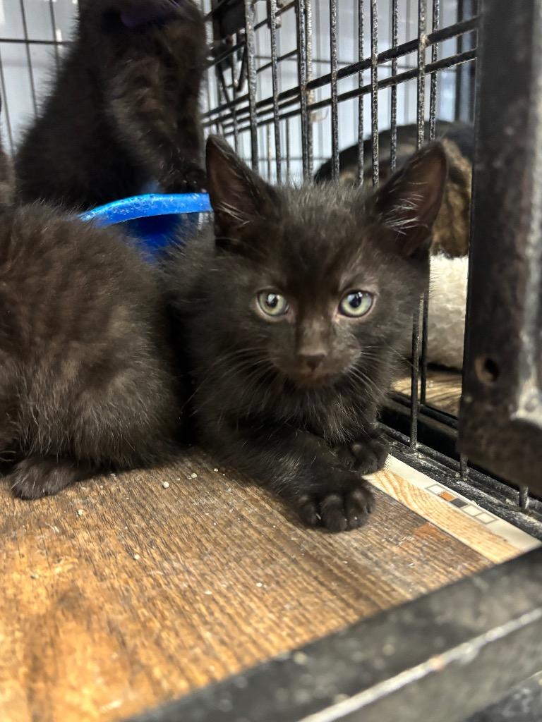 Happy, Adoptable, Kitten Male Domestic Short Hair.