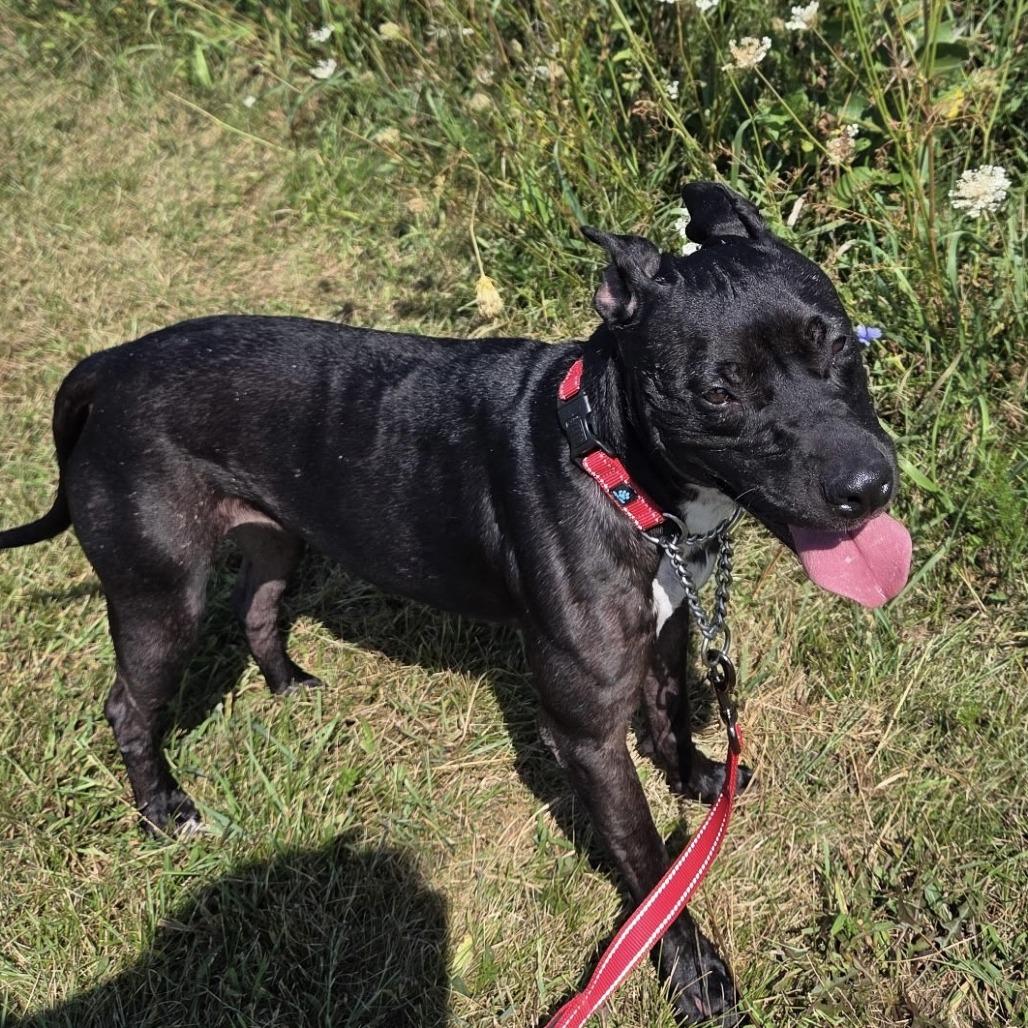 Enlarge Ocean, a Adoptable mixed breed in Rock Falls, IL image 1/1