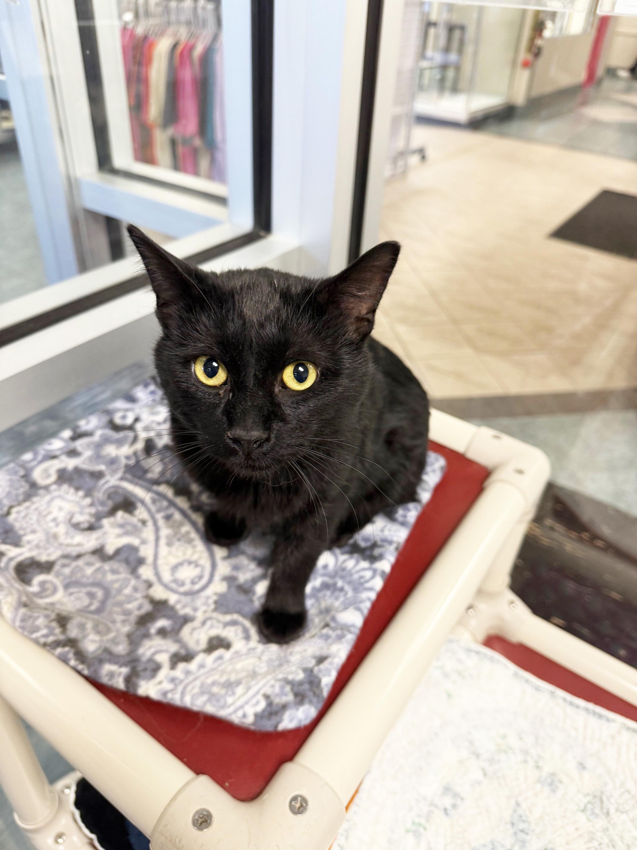 Scrappy - super affectionate snuggly boy!, a Adoptable Domestic Short Hair in Oshkosh, WI image 4/5