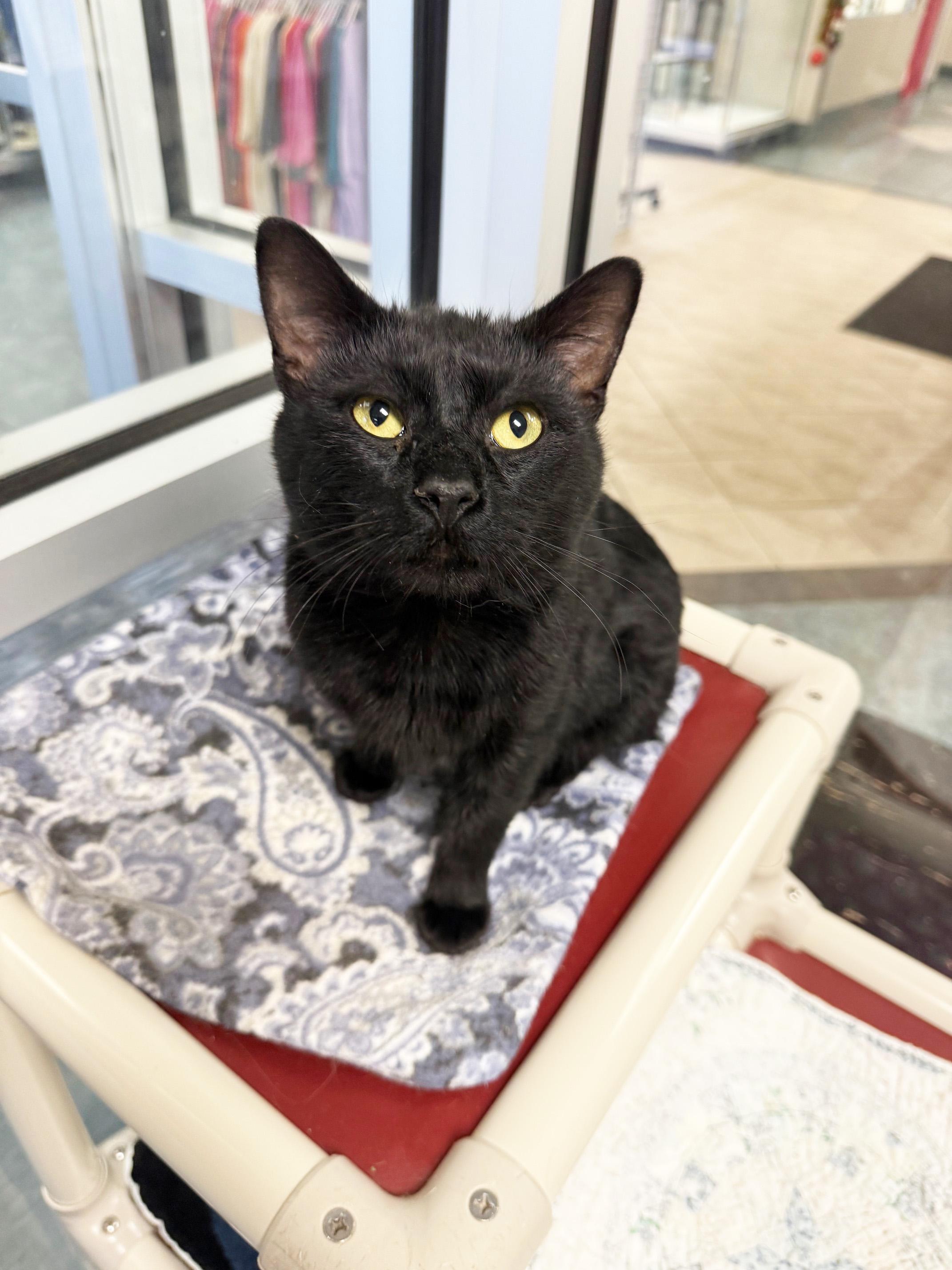 Scrappy - super affectionate snuggly boy!, a Adoptable Domestic Short Hair in Oshkosh, WI image 5/5