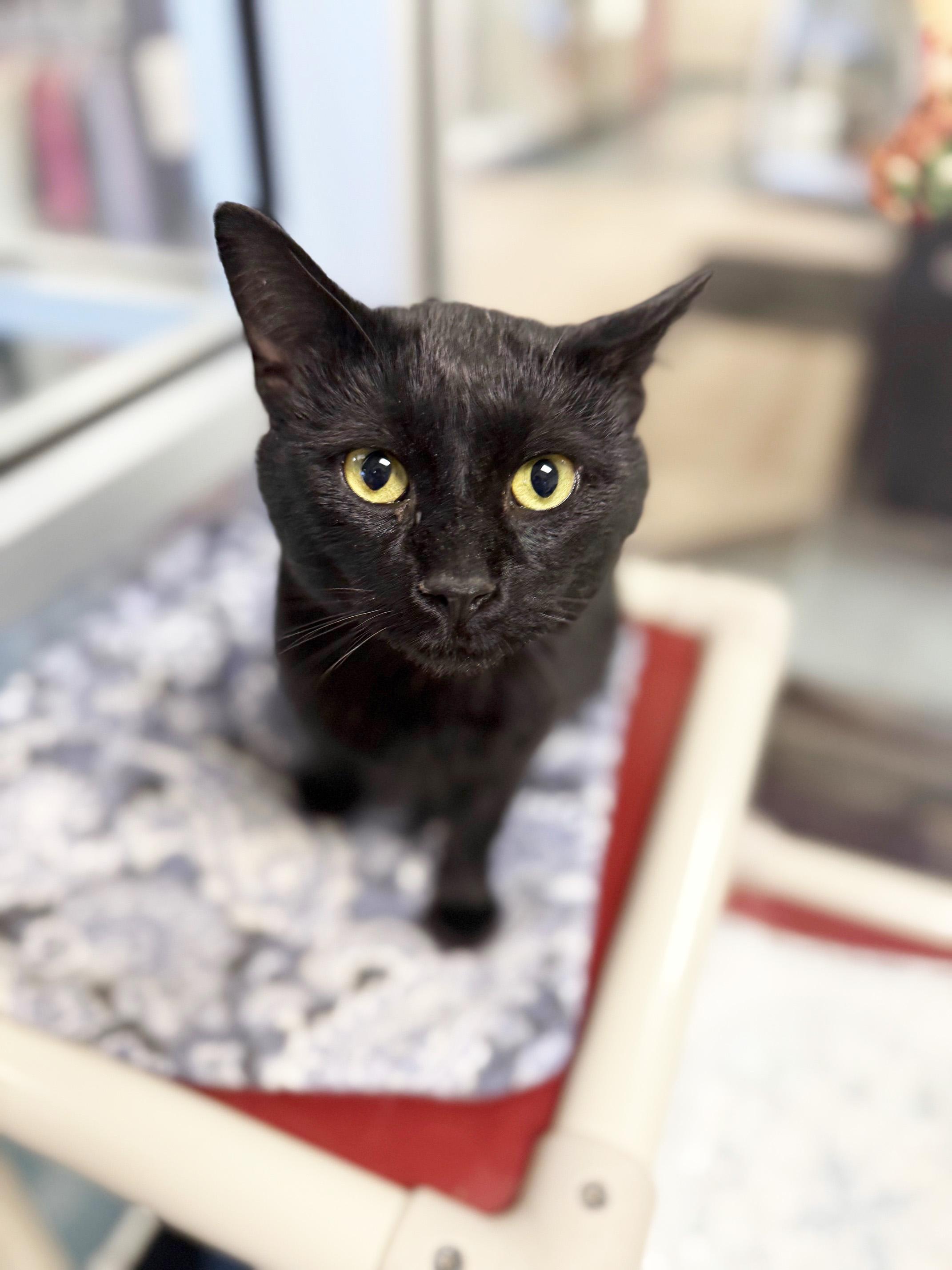 Scrappy - super affectionate snuggly boy!, a Adoptable Domestic Short Hair in Oshkosh, WI image 1/5