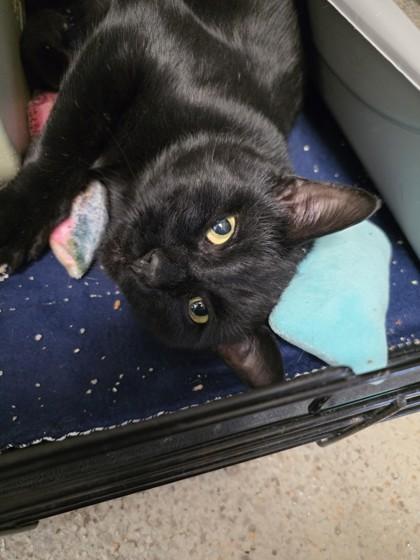 Scrappy - super affectionate snuggly boy!, a Adoptable Domestic Short Hair in Oshkosh, WI image 3/5