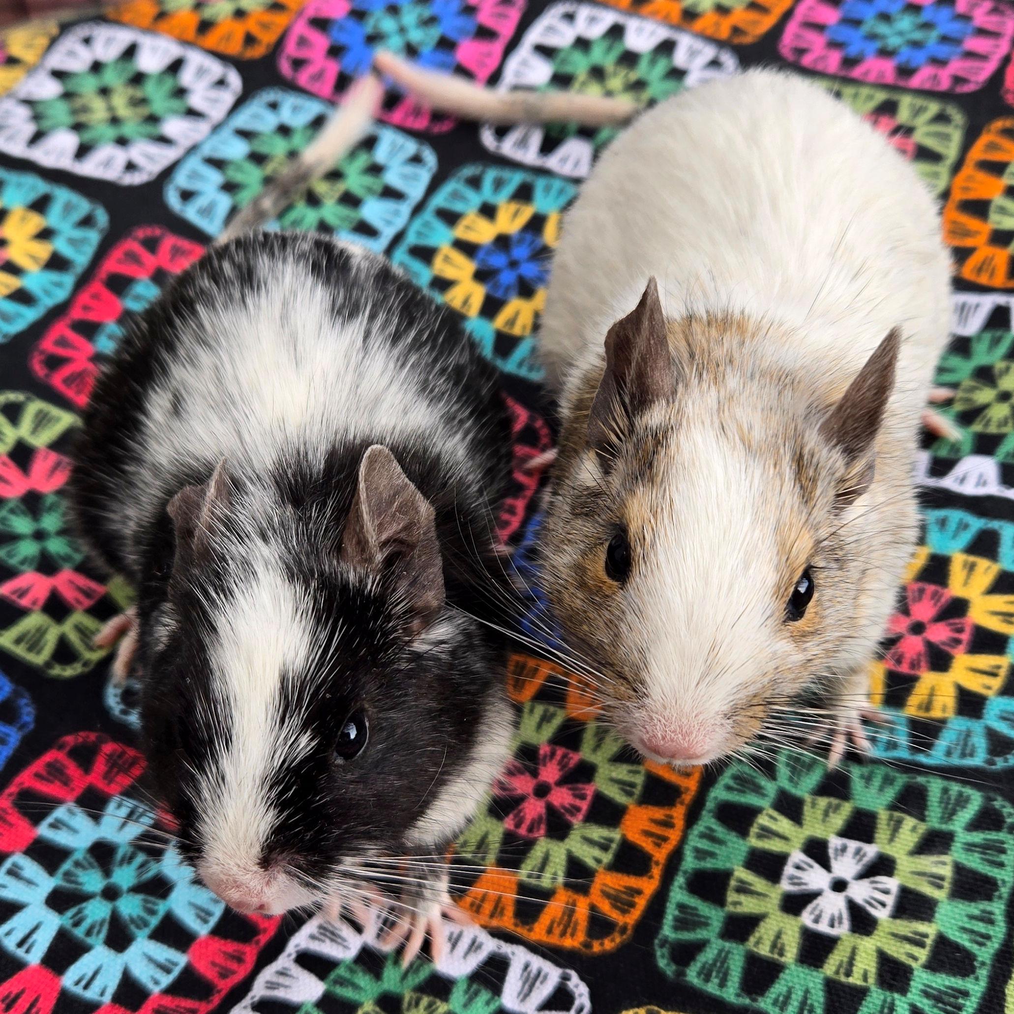 Enlarge Griffin & Pheonix, a ADOPTABLE Degu in Boyertown, PA image 4/6