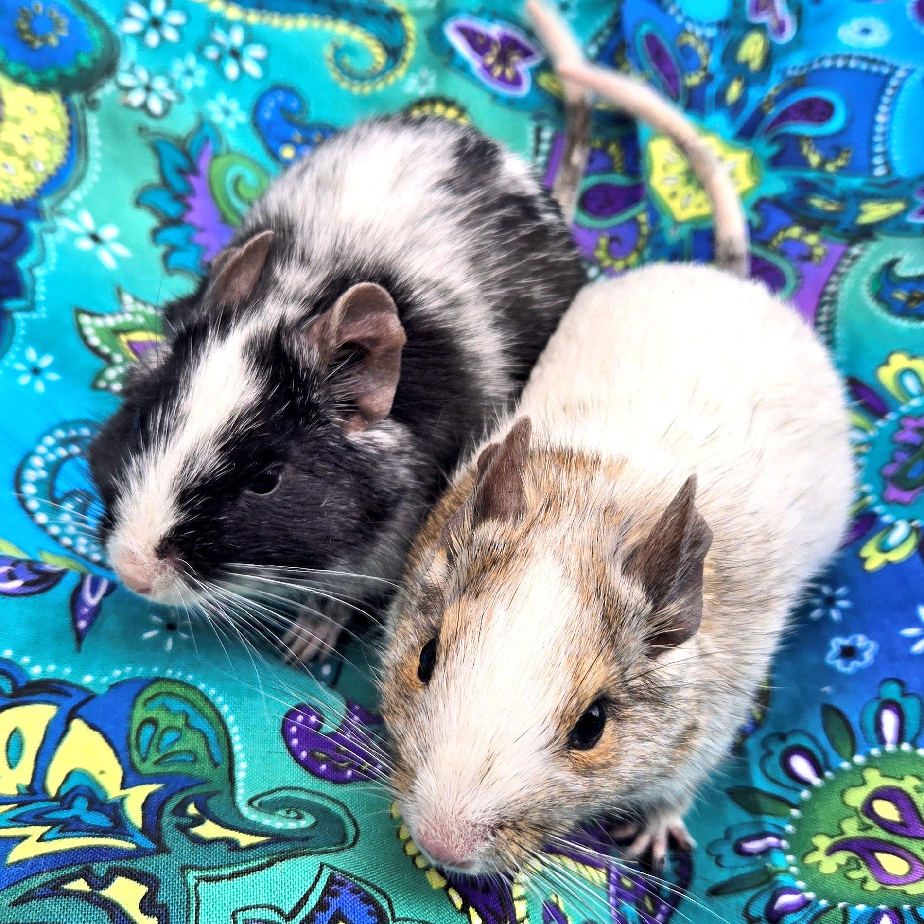 Griffin & Pheonix, ADOPTABLE, Young Male Degu.