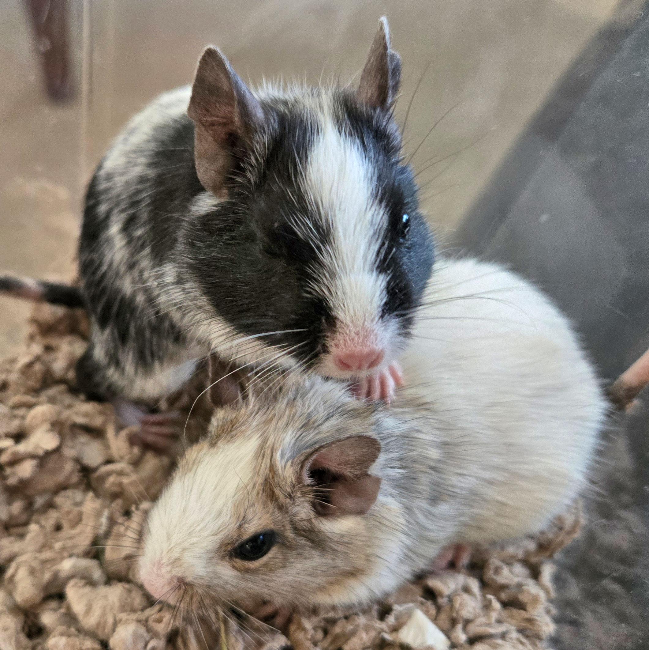 Enlarge Griffin & Pheonix, a ADOPTABLE Degu in Boyertown, PA image 5/6