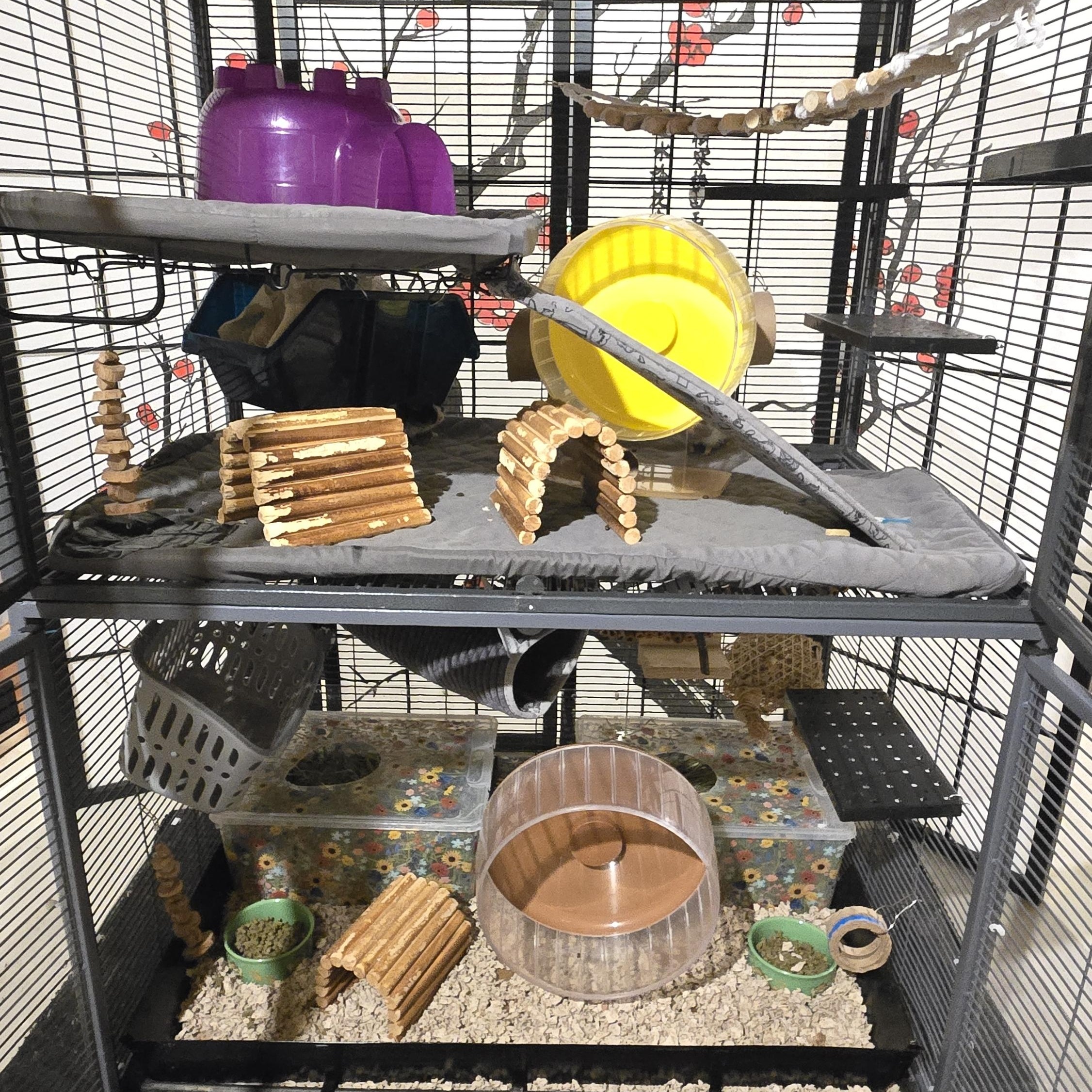 Enlarge Griffin & Pheonix, a ADOPTABLE Degu in Boyertown, PA image 6/6