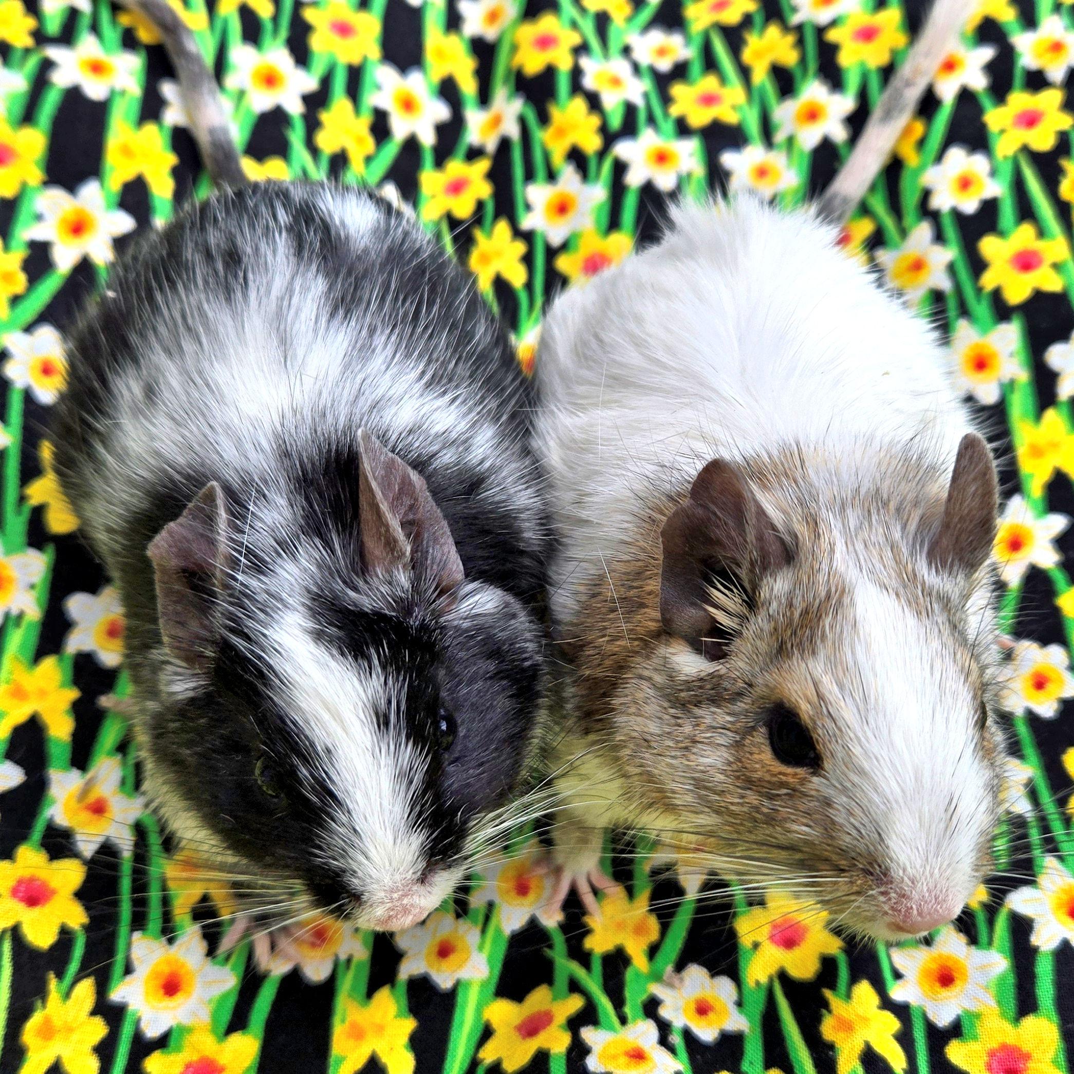 Enlarge Griffin & Pheonix, a ADOPTABLE Degu in Boyertown, PA image 2/6