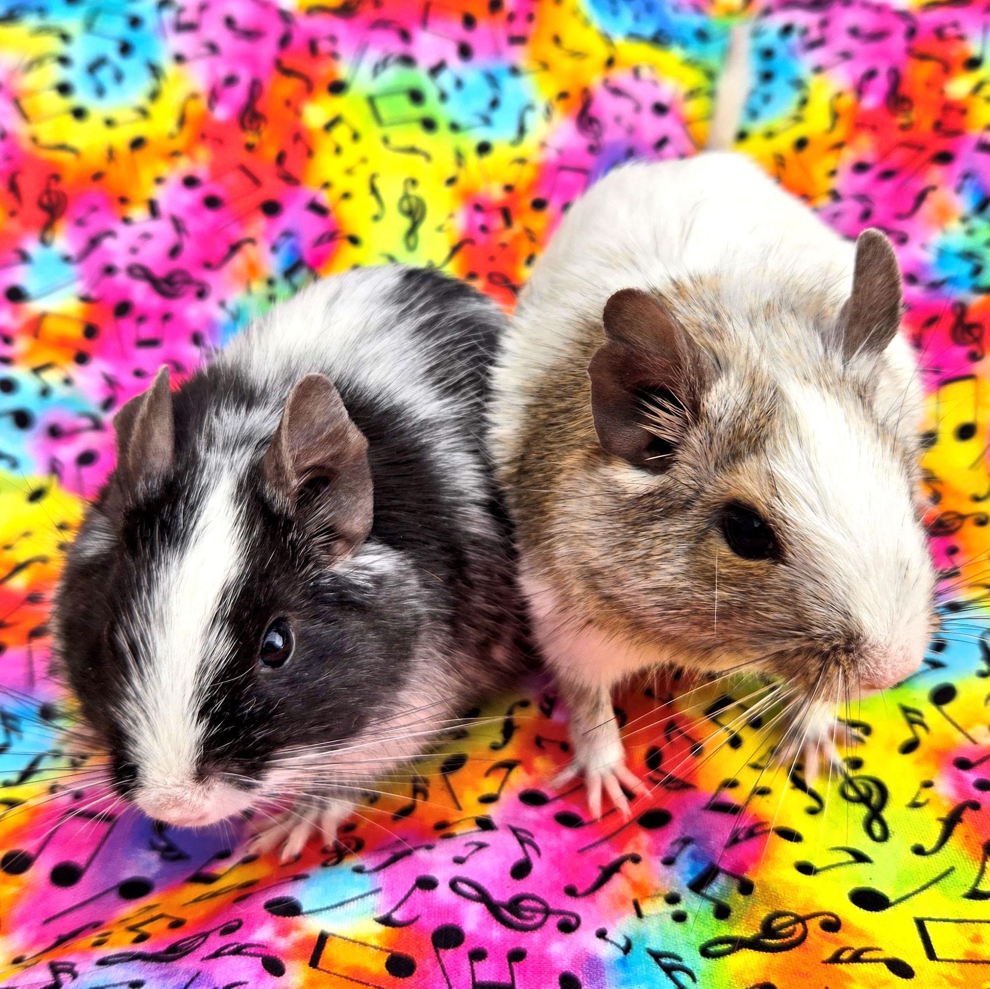 Enlarge Griffin & Pheonix, a ADOPTABLE Degu in Boyertown, PA image 3/6