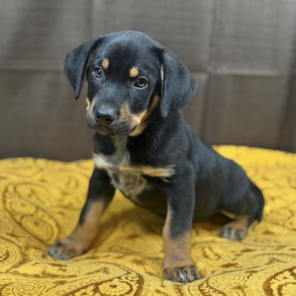 Enlarge Wally, a Adoptable mixed breed in Mukwonago, WI image 4/6