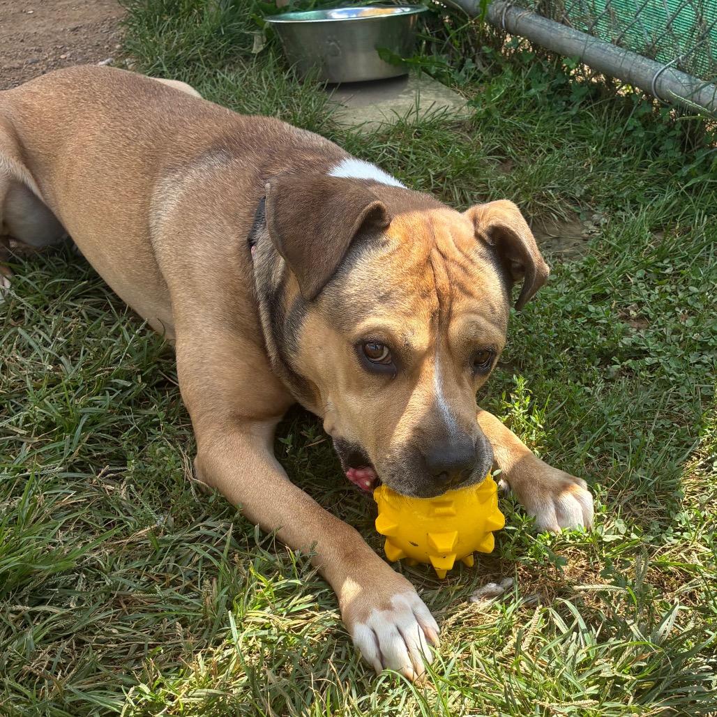 Rocky, Adoptable, Adult Male Pit Bull Terrier.