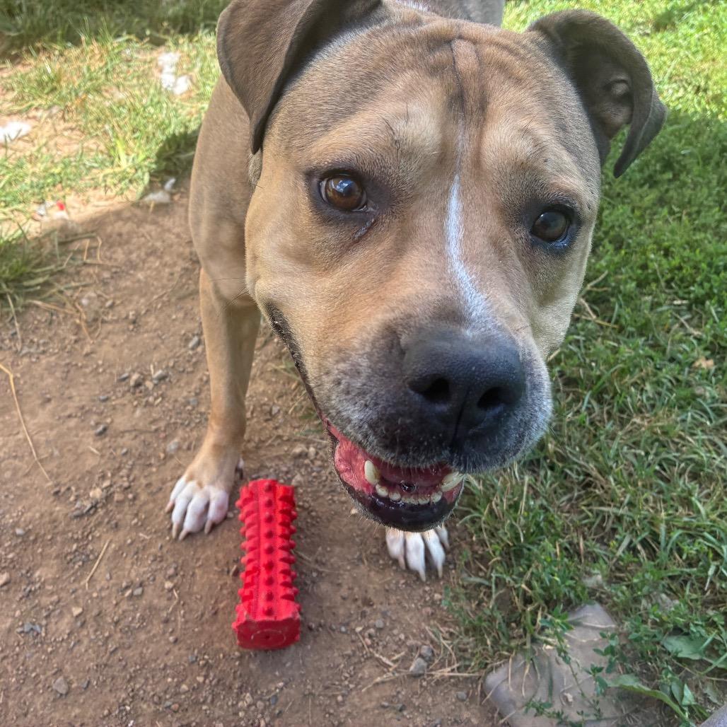Enlarge Rocky, a Adoptable Pit Bull Terrier in Harrisonburg, VA image 2/5