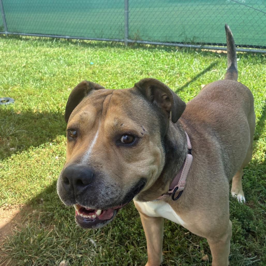 Enlarge Rocky, a Adoptable Pit Bull Terrier in Harrisonburg, VA image 3/5