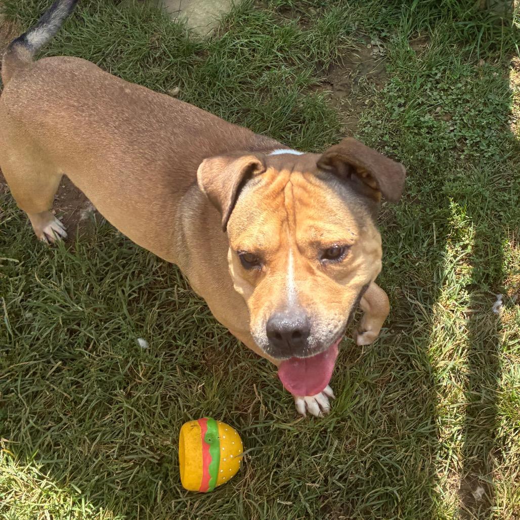 Enlarge Rocky, a Adoptable Pit Bull Terrier in Harrisonburg, VA image 4/5