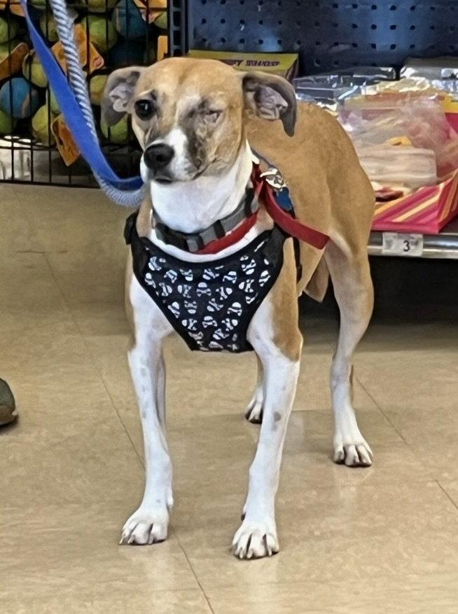 Enlarge Bingo, a Adoptable Terrier in Hillside, IL image 1/3