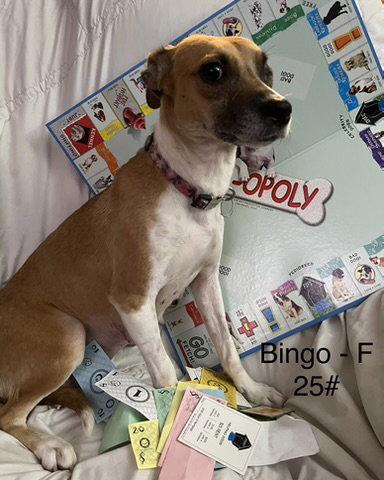 Enlarge Bingo, a Adoptable Terrier in Hillside, IL image 2/3
