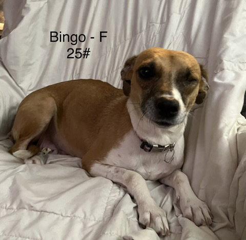 Enlarge Bingo, a Adoptable Terrier in Hillside, IL image 3/3