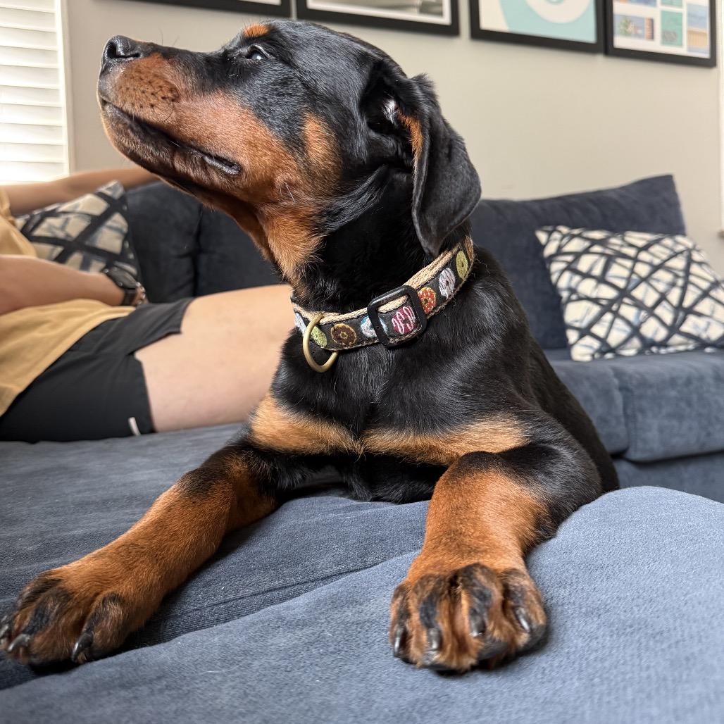 Enlarge Pierogi, a Adoptable Rottweiler in Columbus, OH image 2/4