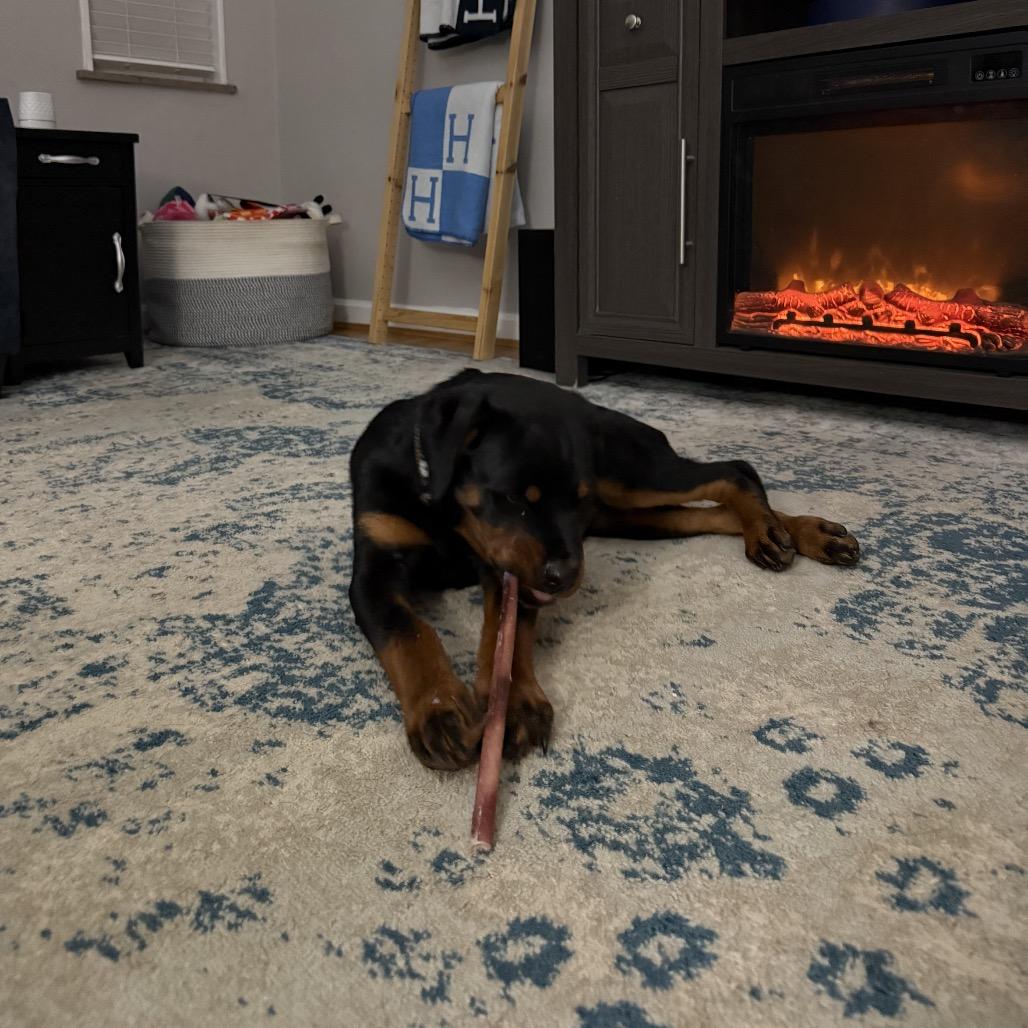 Enlarge Pierogi, a Adoptable Rottweiler in Columbus, OH image 4/4