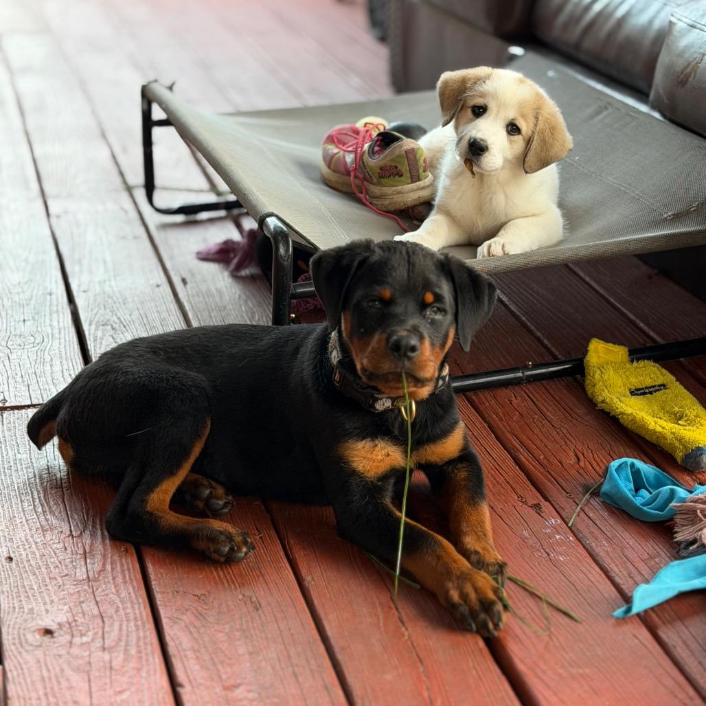 Enlarge Pierogi, a Adoptable Rottweiler in Columbus, OH image 3/4