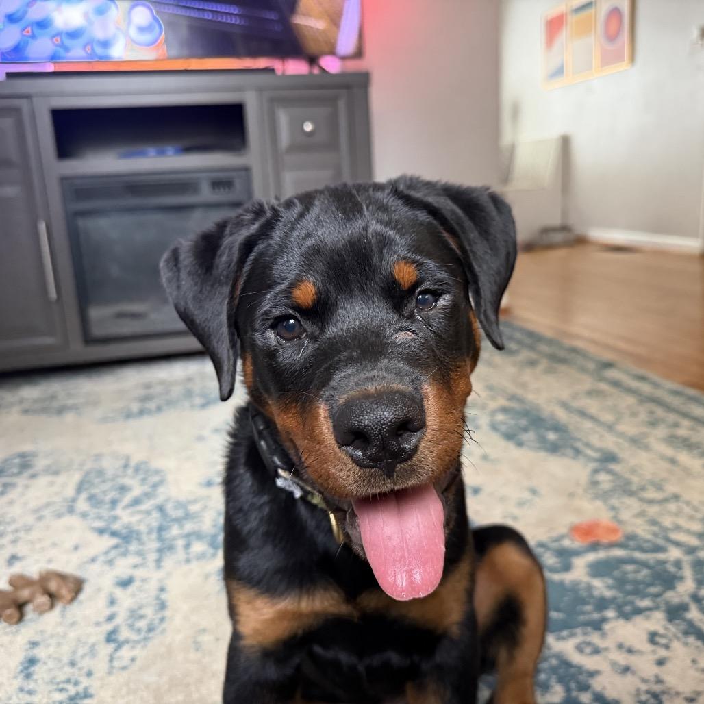Pierogi, Adoptable, Puppy Female Rottweiler.