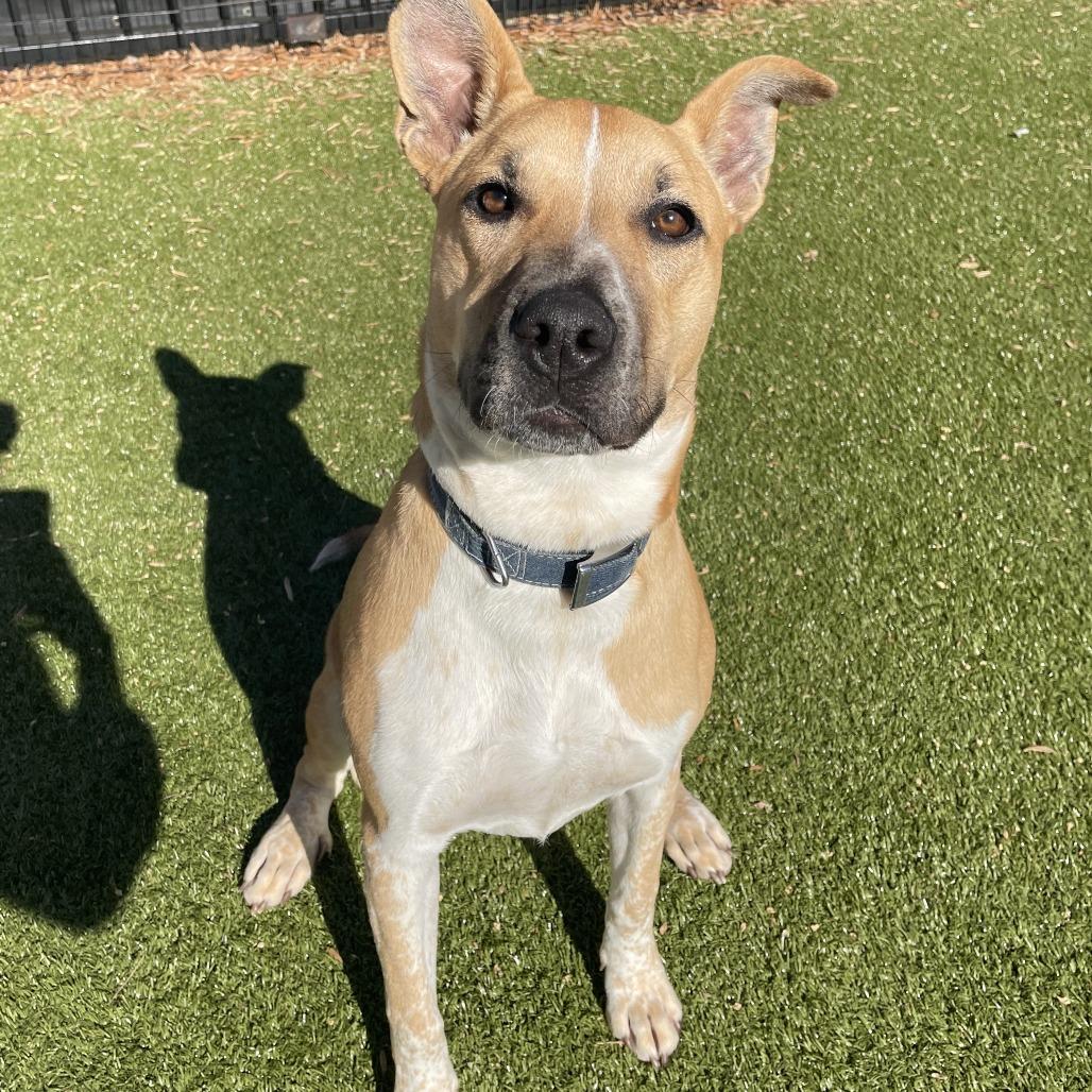 Enlarge Trevor, a Adoptable mixed breed in Charlottesville, VA image 1/6