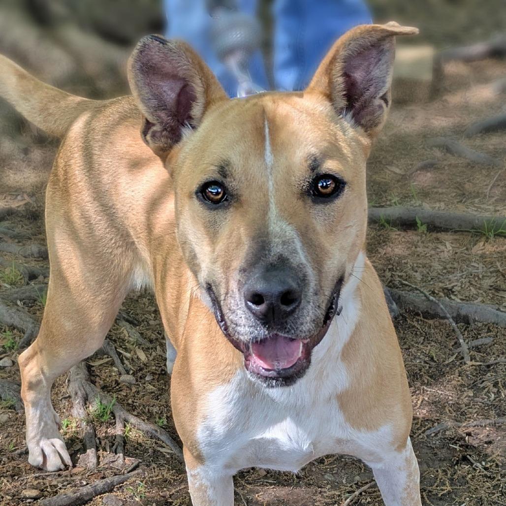 Enlarge Trevor, a Adoptable mixed breed in Charlottesville, VA image 2/6
