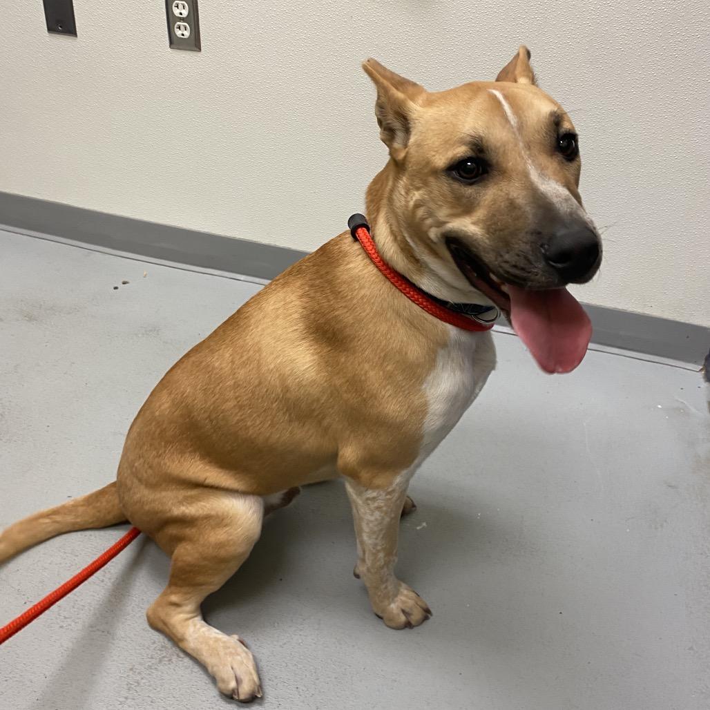 Enlarge Trevor, a Adoptable mixed breed in Charlottesville, VA image 3/6