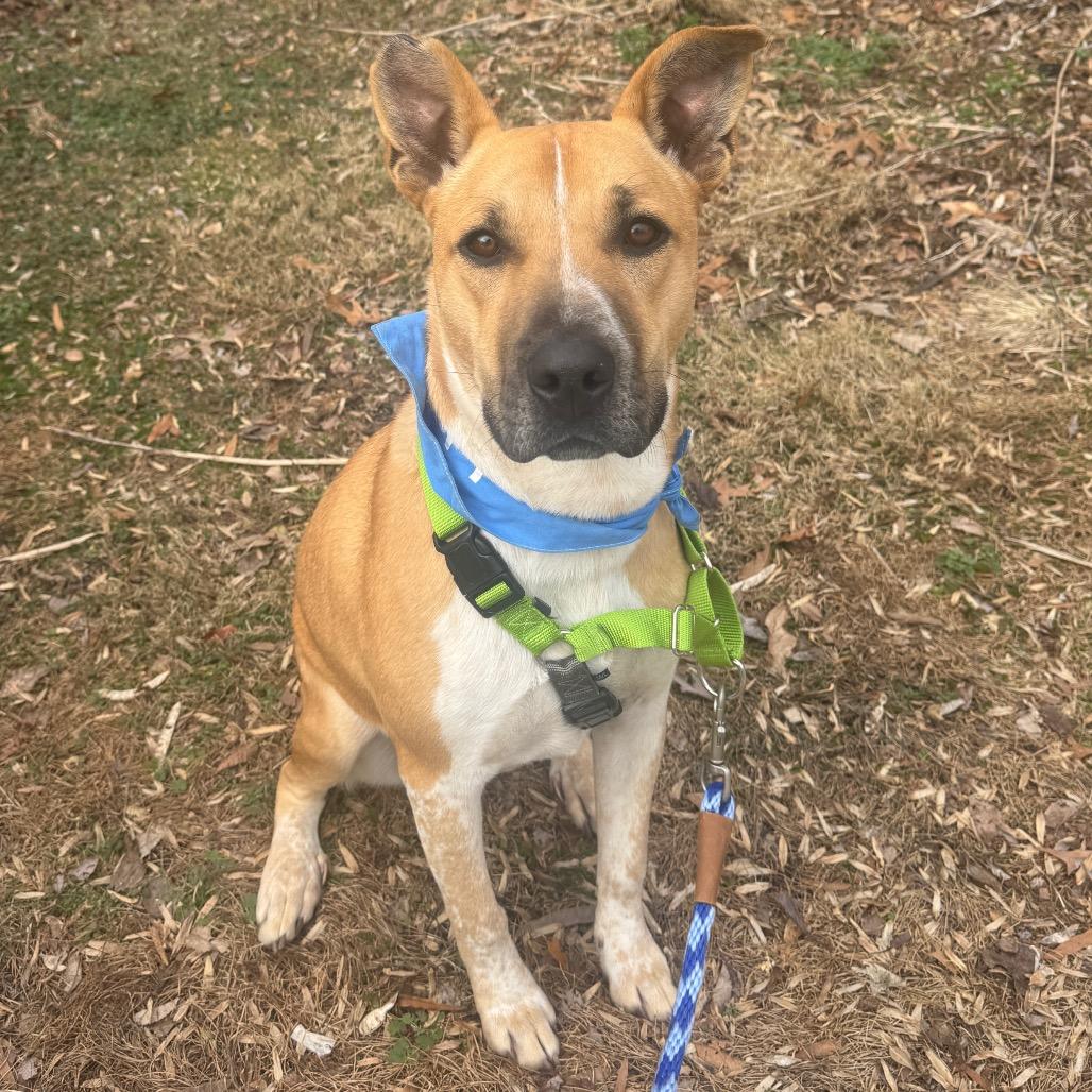 Enlarge Trevor, a Adoptable mixed breed in Charlottesville, VA image 4/6