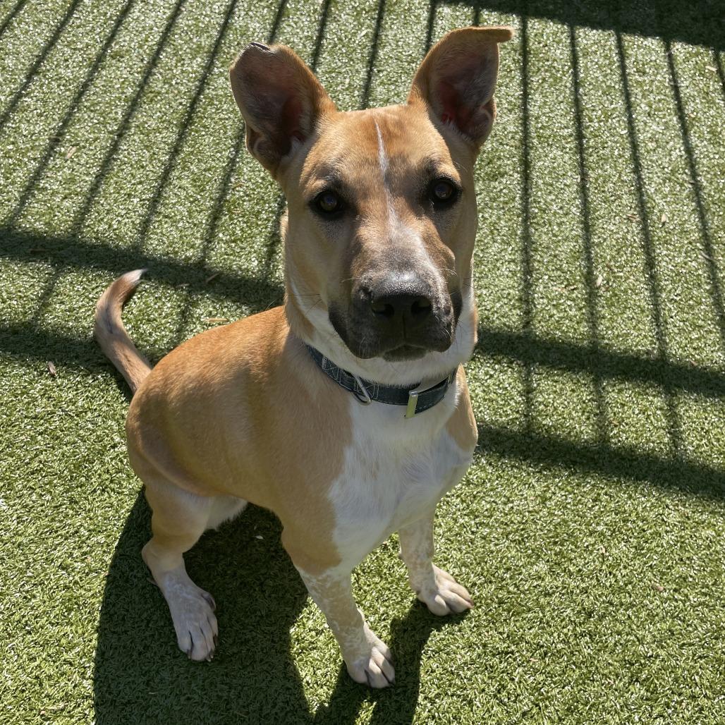 Enlarge Trevor, a Adoptable mixed breed in Charlottesville, VA image 5/6